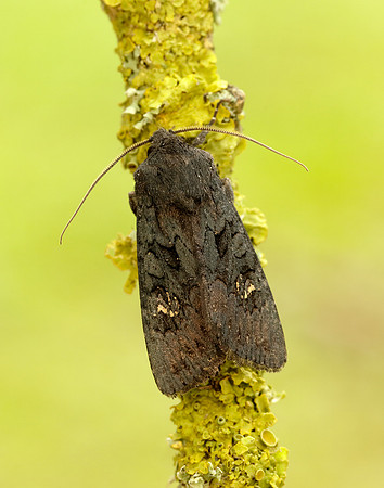 73.233 BF2232 Black Rustic Aporophyla nigra