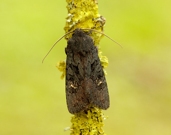 73.233 BF2232 Black Rustic Aporophyla nigra