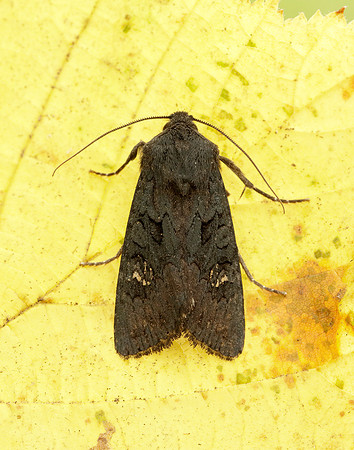 73.233 BF2232 Black Rustic Aporophyla nigra