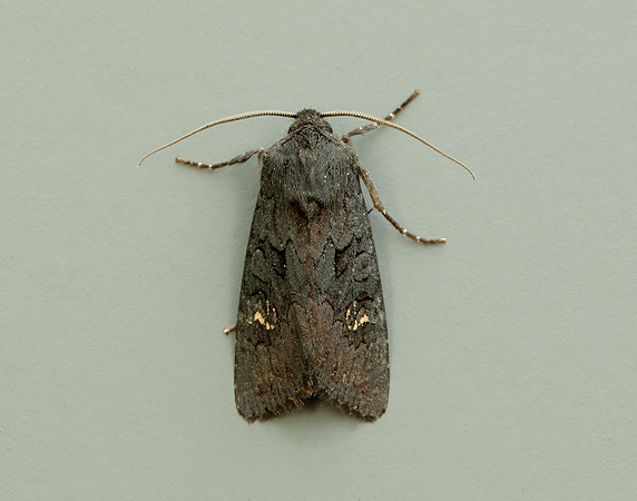 73.233 BF2232 Black Rustic Aporophyla nigra