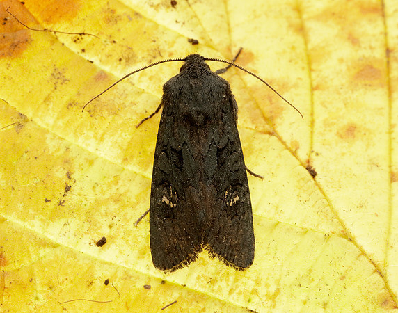 73.233 BF2232 Black Rustic Aporophyla nigra