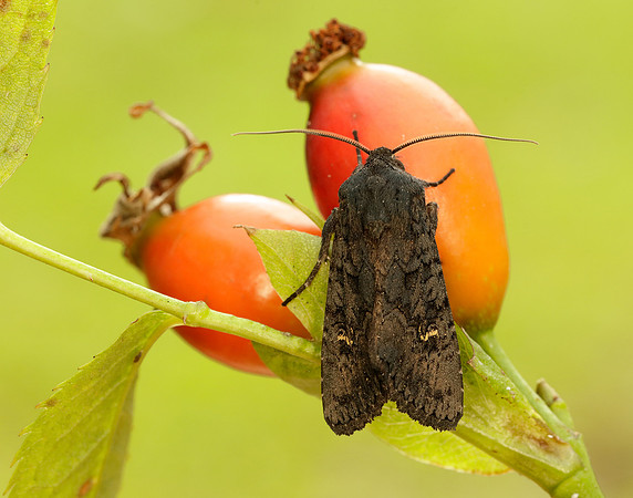 73.233 BF2232 Black Rustic Aporophyla nigra