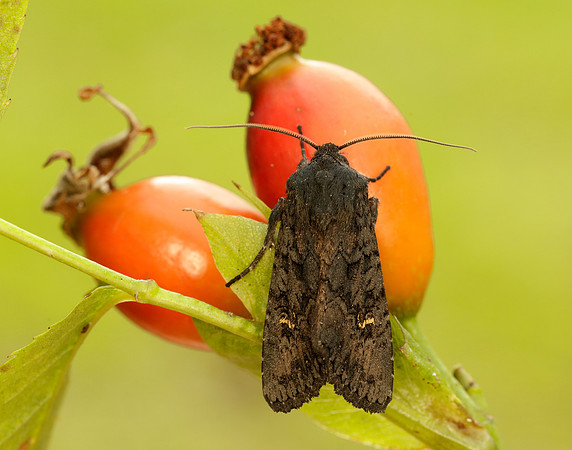 73.233 BF2232 Black Rustic Aporophyla nigra