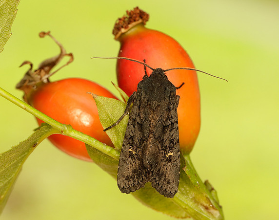 73.233 BF2232 Black Rustic Aporophyla nigra