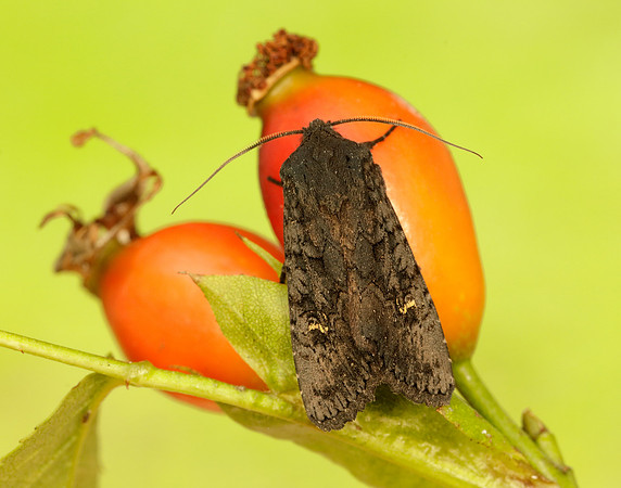 73.233 BF2232 Black Rustic Aporophyla nigra