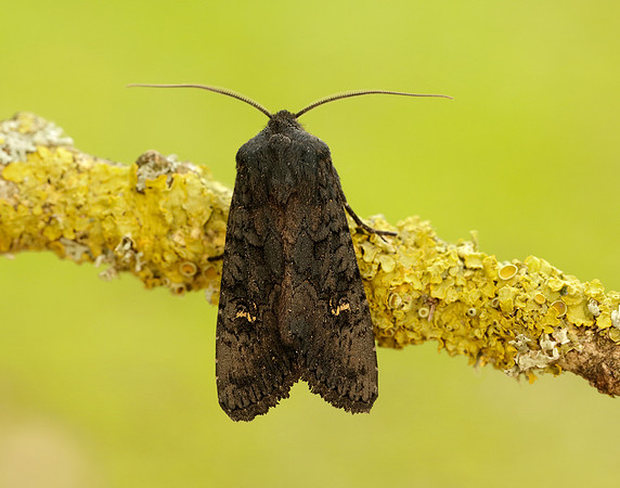 73.233 BF2232 Black Rustic Aporophyla nigra