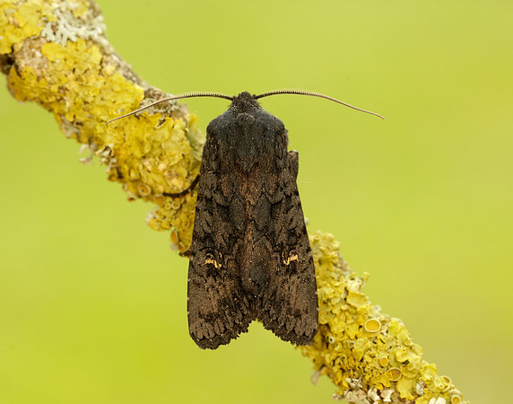 73.233 BF2232 Black Rustic Aporophyla nigra