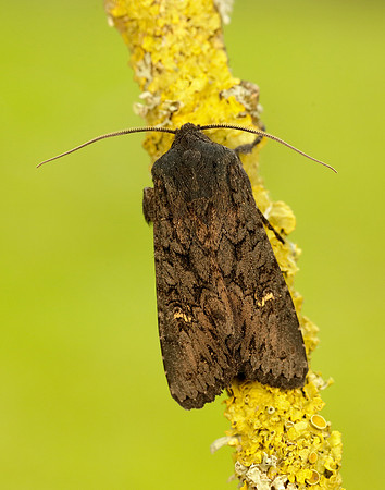 73.233 BF2232 Black Rustic Aporophyla nigra