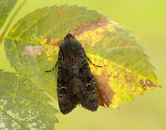 73.233 BF2232 Black Rustic Aporophyla nigra