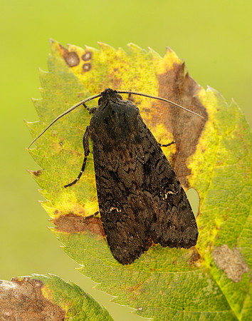 73.233 BF2232 Black Rustic Aporophyla nigra