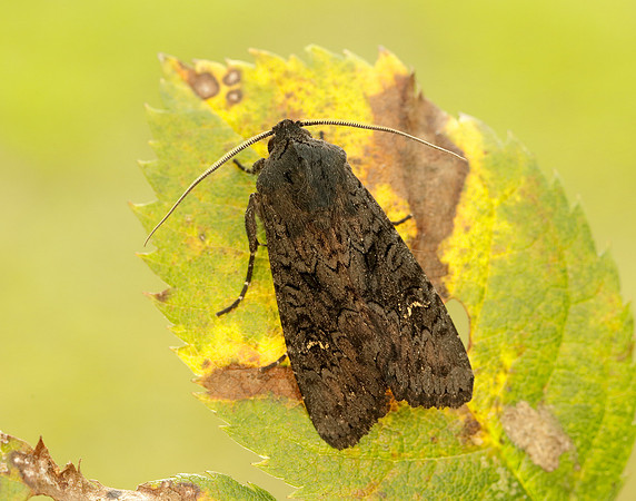 73.233 BF2232 Black Rustic Aporophyla nigra