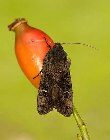 73.233 BF2232 Black Rustic Aporophyla nigra