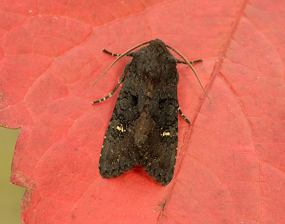 73.233 BF2232 Black Rustic Aporophyla nigra