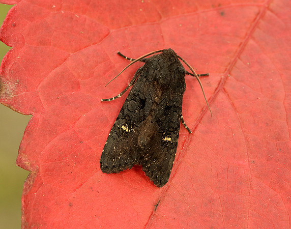 73.233 BF2232 Black Rustic Aporophyla nigra