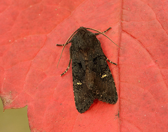 73.233 BF2232 Black Rustic Aporophyla nigra