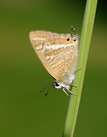 Long-tailed Blue Lampides boeticus