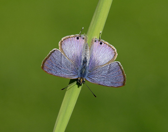Long-tailed Blue Lampides boeticus