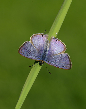 Long-tailed Blue Lampides boeticus