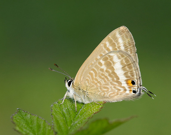 Long-tailed Blue Lampides boeticus