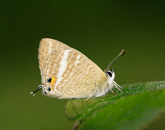 Long-tailed Blue Lampides boeticus