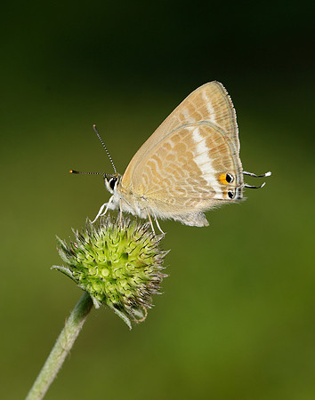 Long-tailed Blue Lampides boeticus