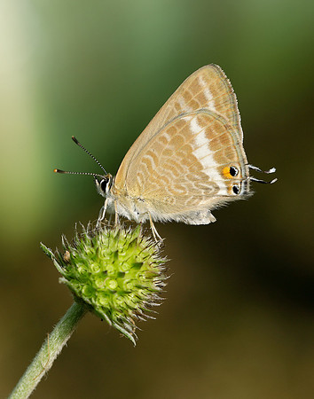 Long-tailed Blue Lampides boeticus
