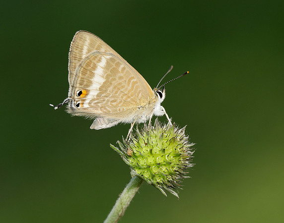 Long-tailed Blue Lampides boeticus