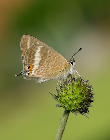 Long-tailed Blue Lampides boeticus
