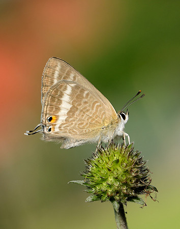 Long-tailed Blue Lampides boeticus
