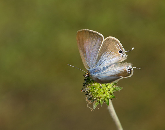 Long-tailed Blue Lampides boeticus