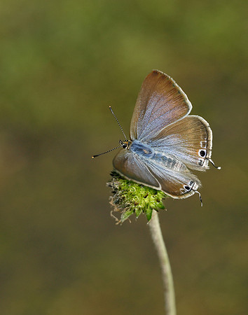 Long-tailed Blue Lampides boeticus