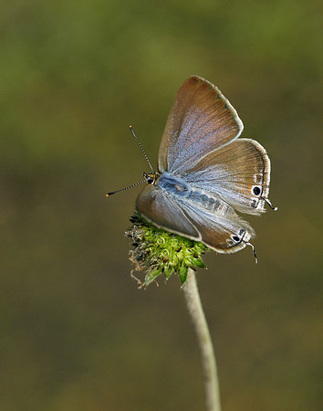 Long-tailed Blue Lampides boeticus