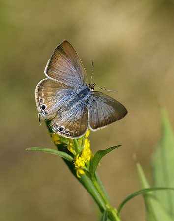 Long-tailed Blue Lampides boeticus