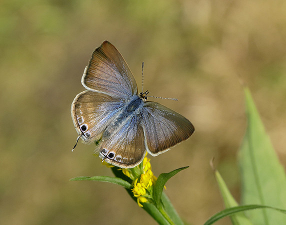 Long-tailed Blue Lampides boeticus