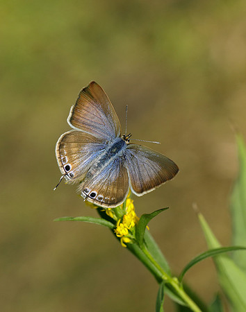 Long-tailed Blue Lampides boeticus