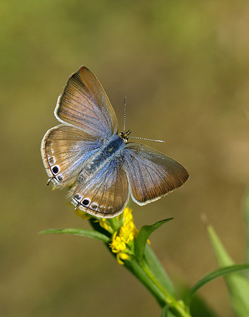 Long-tailed Blue Lampides boeticus