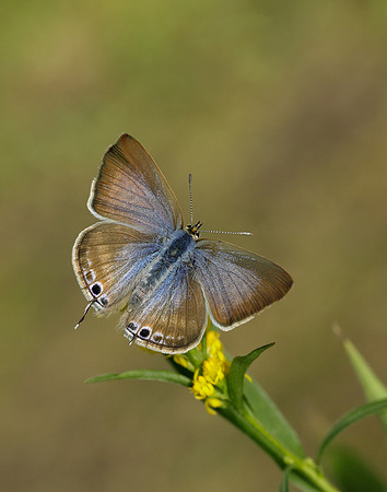 Long-tailed Blue Lampides boeticus
