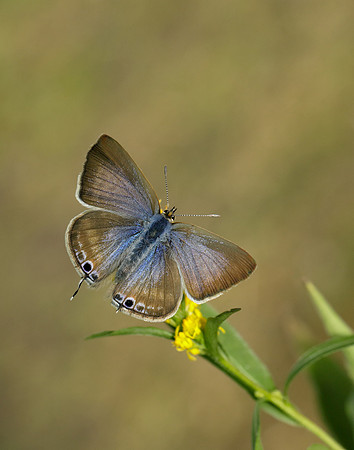 Long-tailed Blue Lampides boeticus