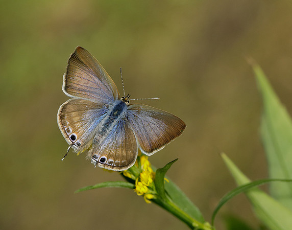 Long-tailed Blue Lampides boeticus