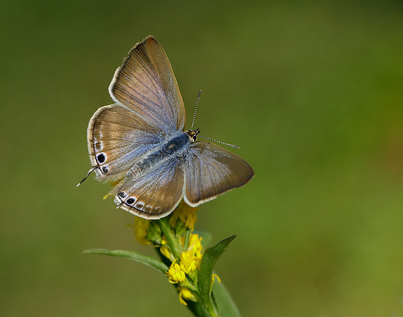 Long-tailed Blue Lampides boeticus