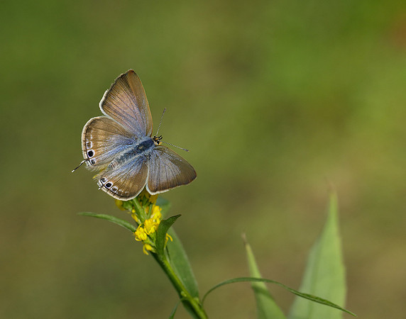 Long-tailed Blue Lampides boeticus