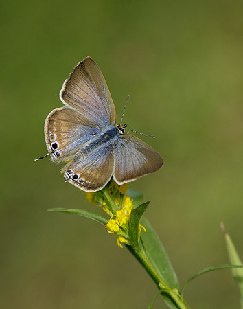 Long-tailed Blue Lampides boeticus