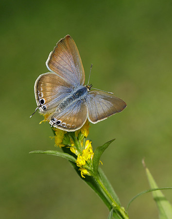 Long-tailed Blue Lampides boeticus