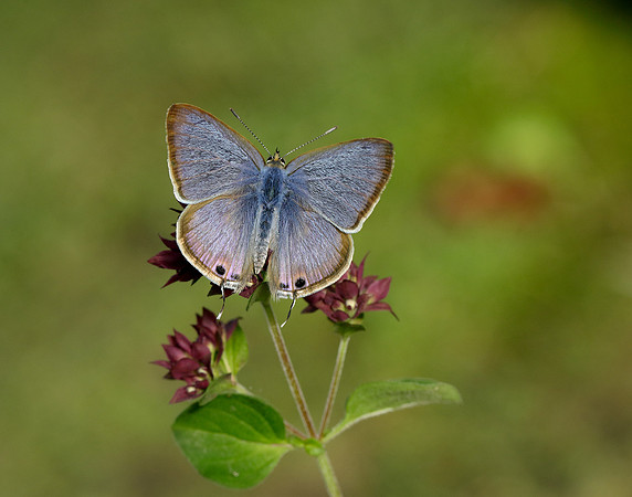 Long-tailed Blue Lampides boeticus