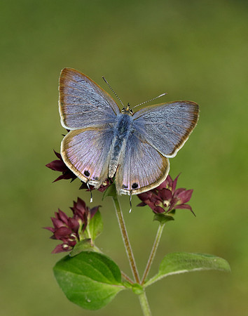 Long-tailed Blue Lampides boeticus