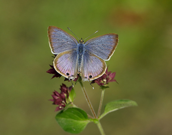 Long-tailed Blue Lampides boeticus