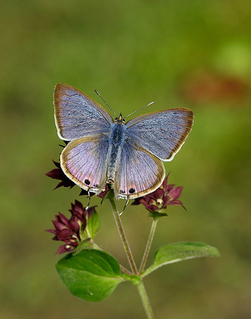 Long-tailed Blue Lampides boeticus