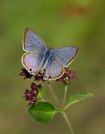 Long-tailed Blue Lampides boeticus