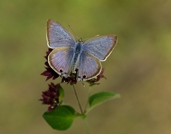 Long-tailed Blue Lampides boeticus