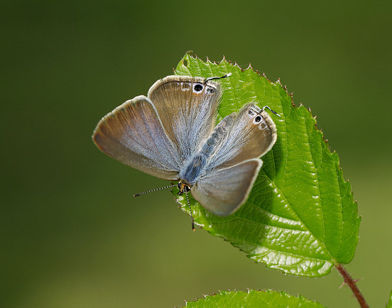 Long-tailed Blue Lampides boeticus